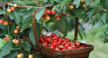 Jaký rok po výsadbě by měla třešeň nést ovoce a vzdálenost mezi stromy